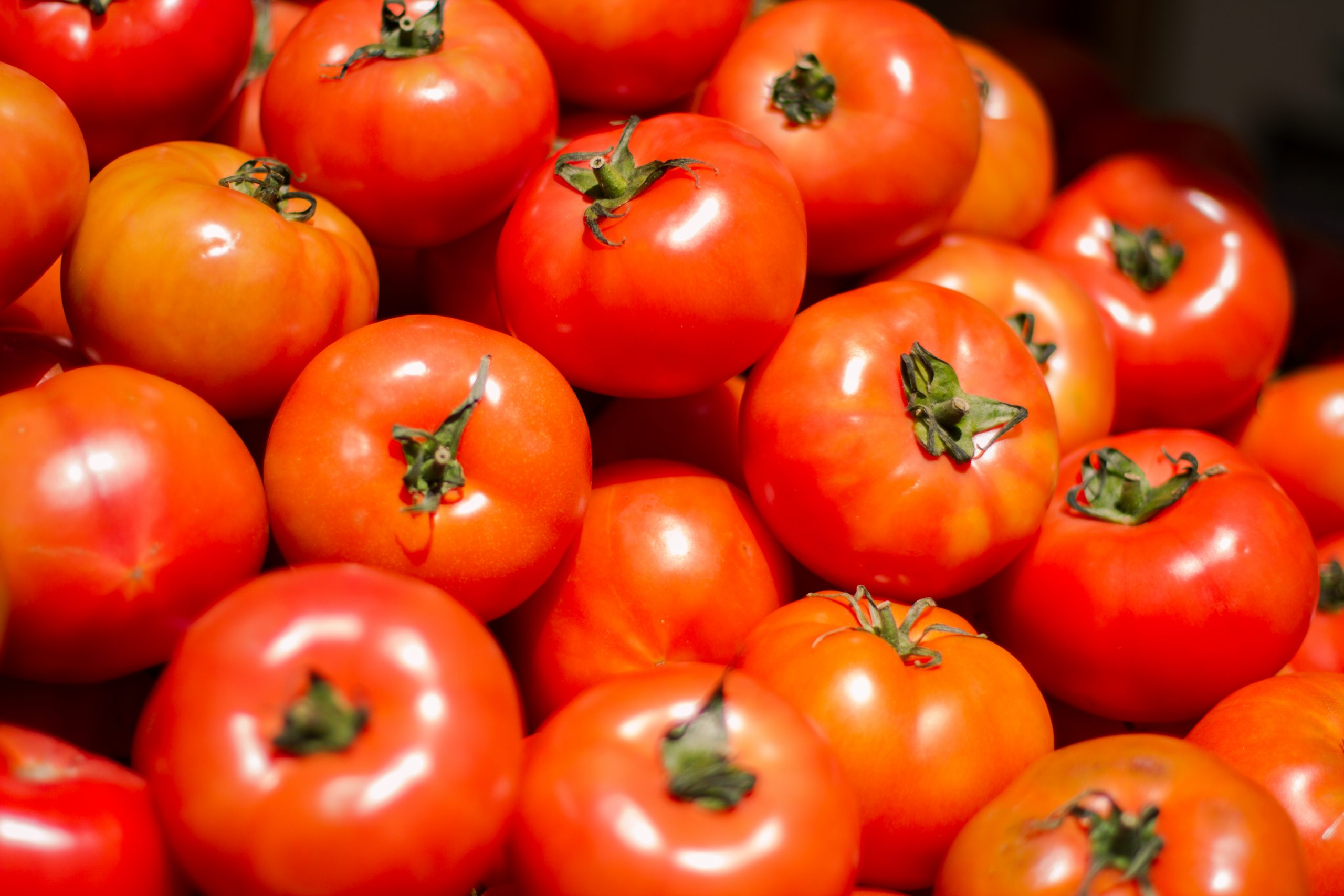 Abonos órgano minerales Inprog específicos para el cultivo de tomate